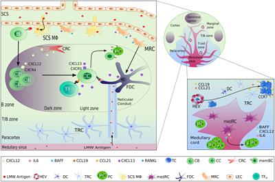 Lymphoid stromal cells - potential implications for the pathogenesis of CVID